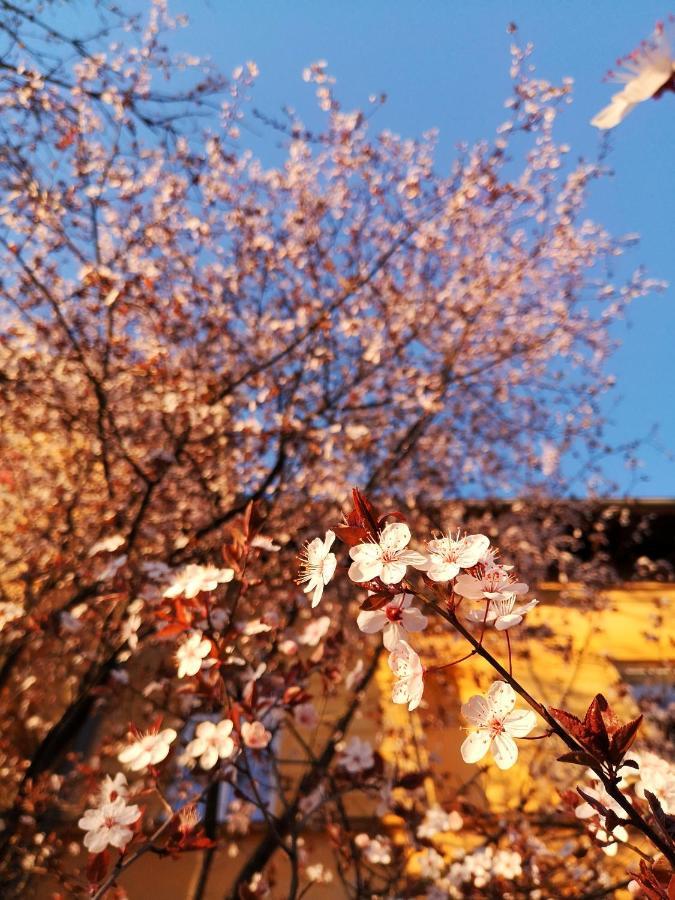 Vila Veselova, Ljubljana City Center Hostel ภายนอก รูปภาพ